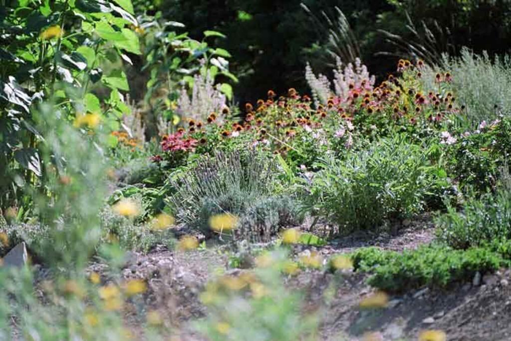 jardins plantes medicinales