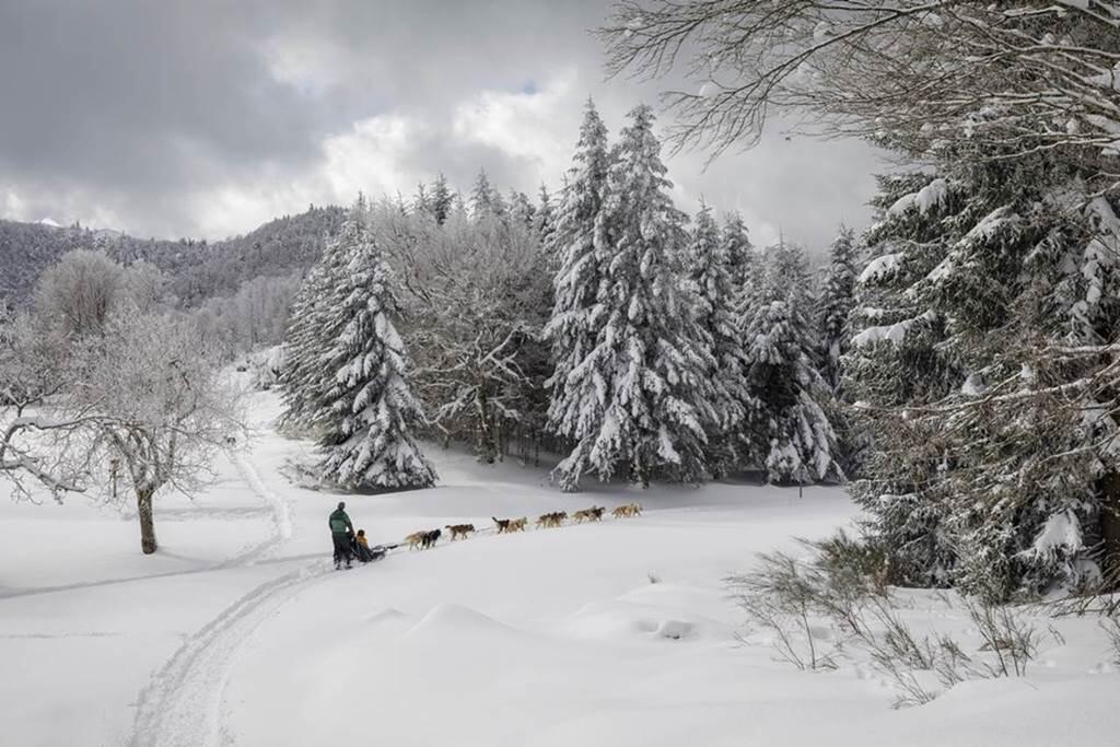 Chiens de traîneaux