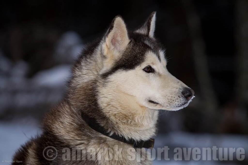Chien