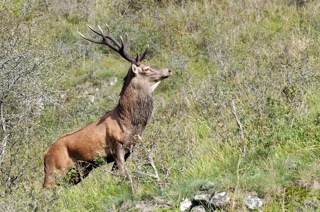 cerf
