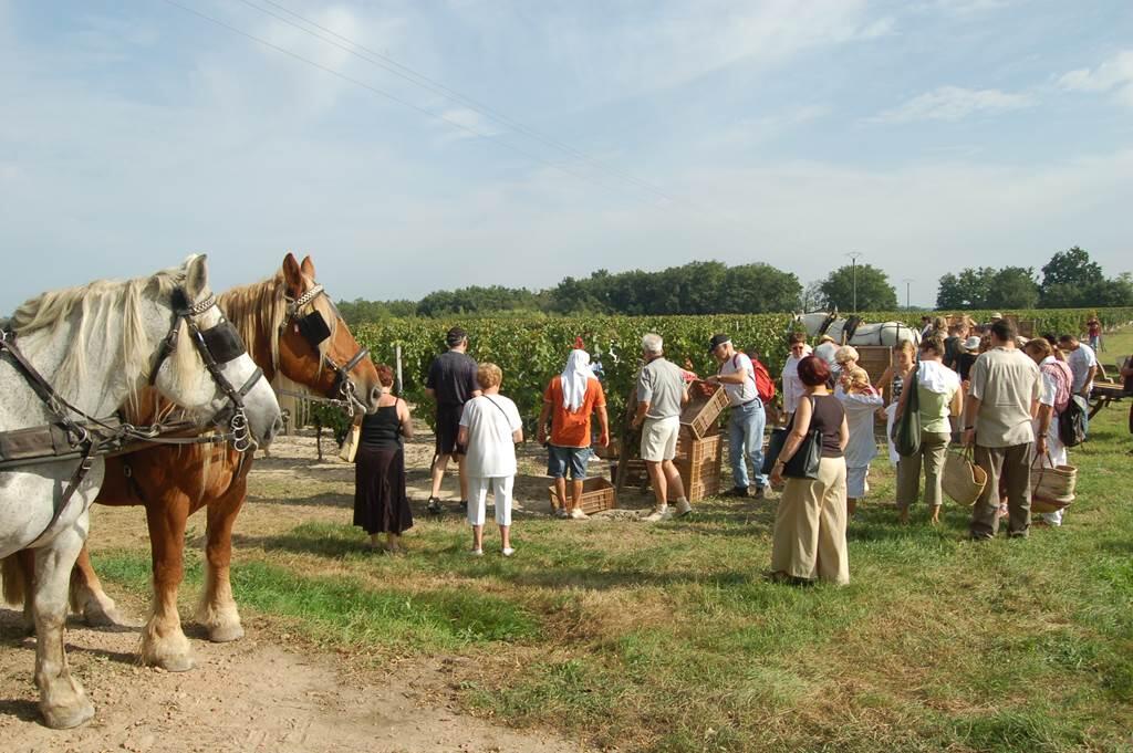 Fête des vendanges