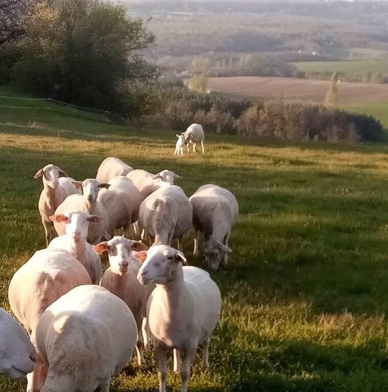 ferme