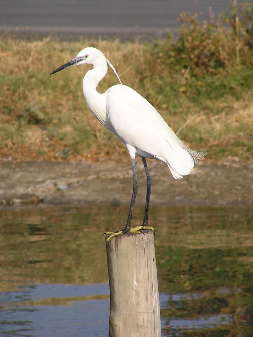 716724_aigrette