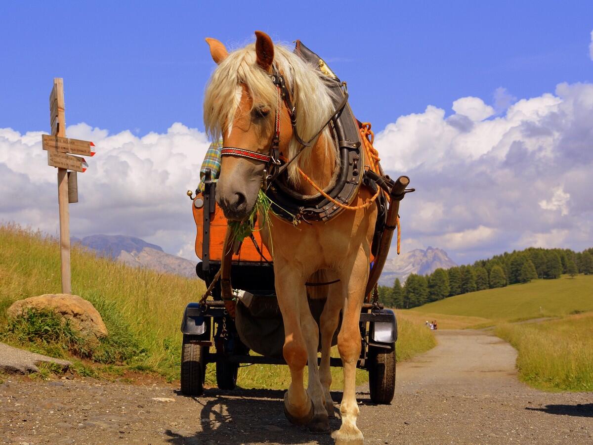 Calèche cheval