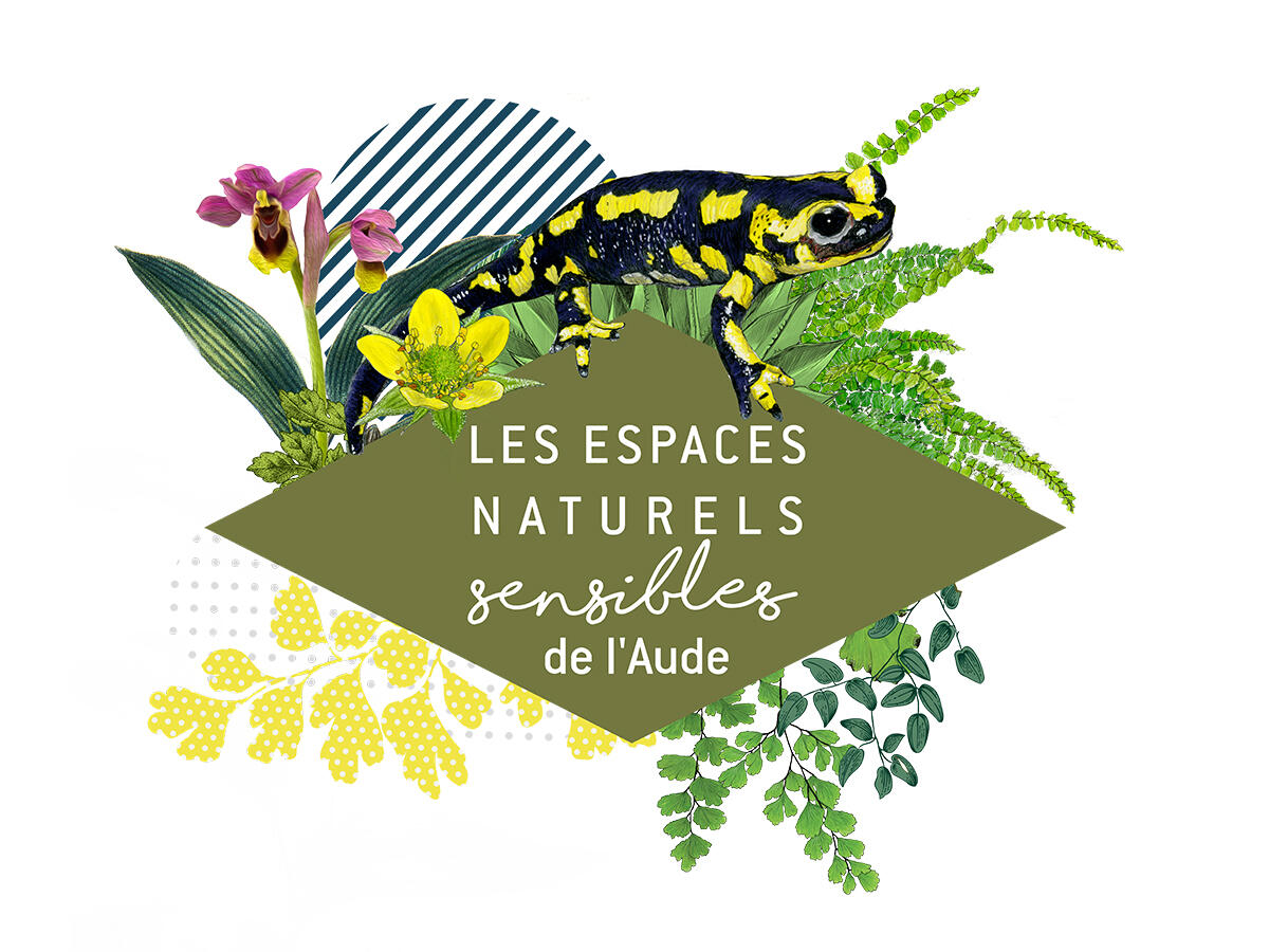 ENS lEzard