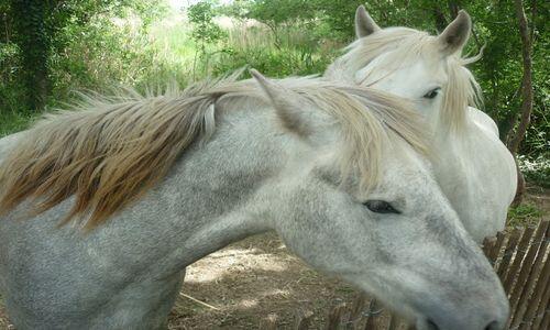 chevaux