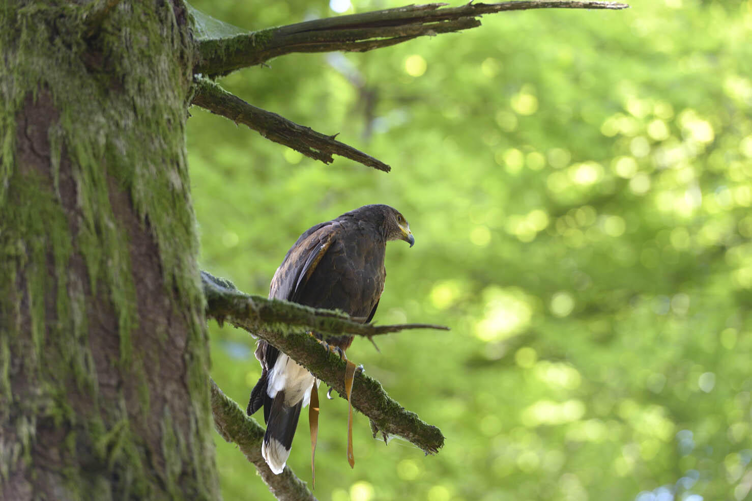 Randonnées avec les rapaces