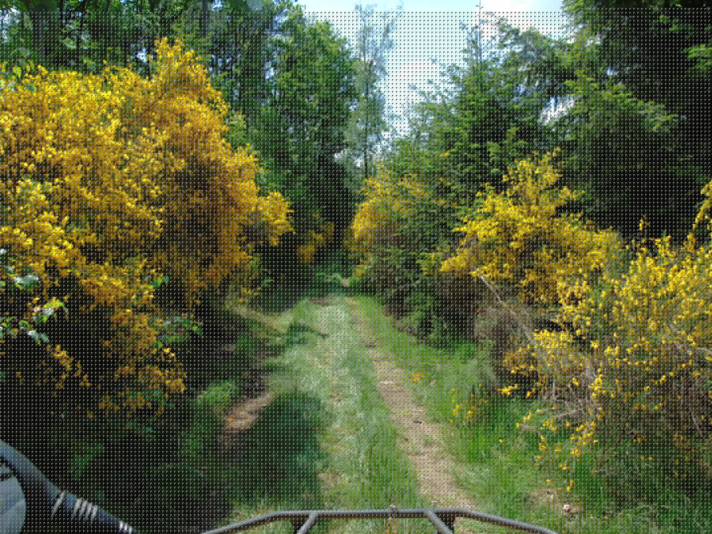 sentier au milieu des genêts