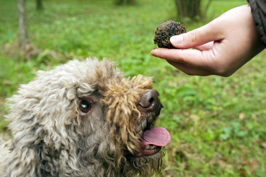 Le Lagotto et la truffe de Bourgogne