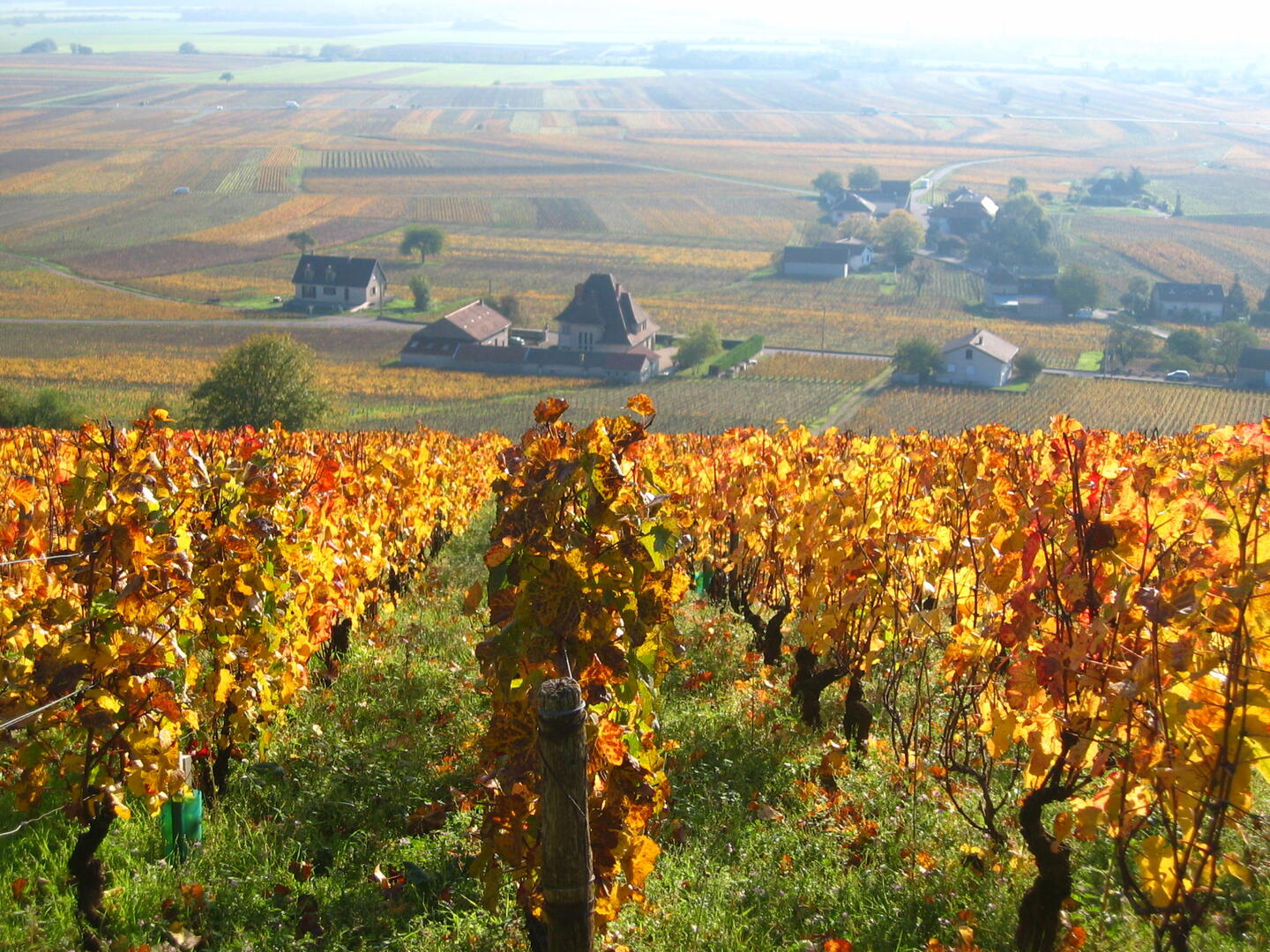 Côte des vins