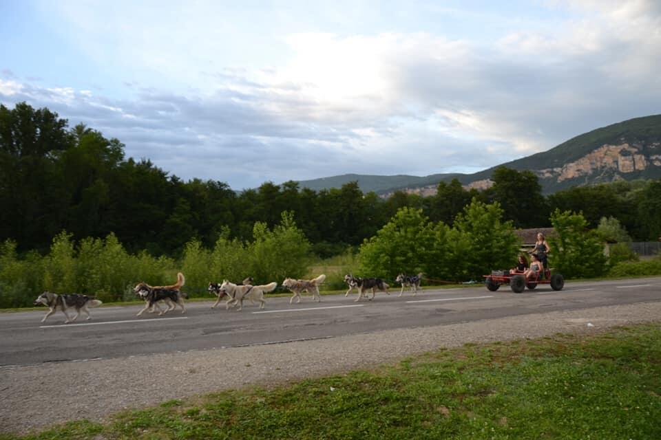 Kart à chiens