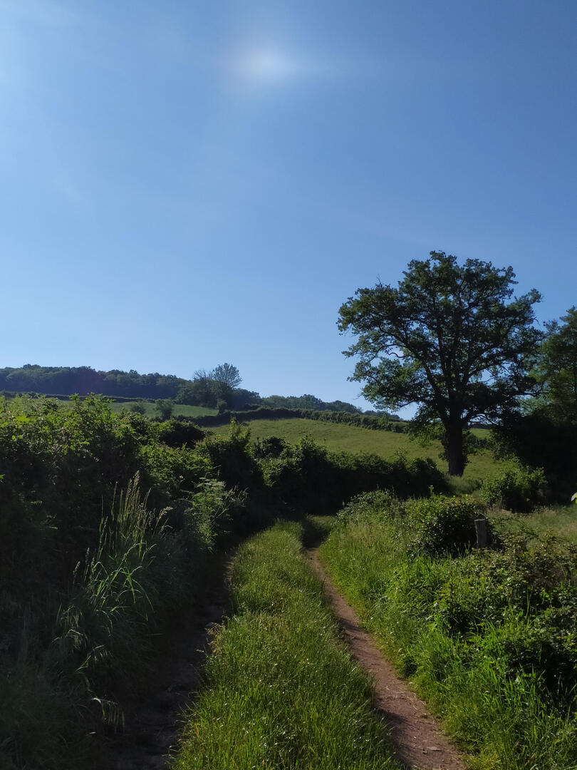 Chemin creux - (c)PNRM - MM