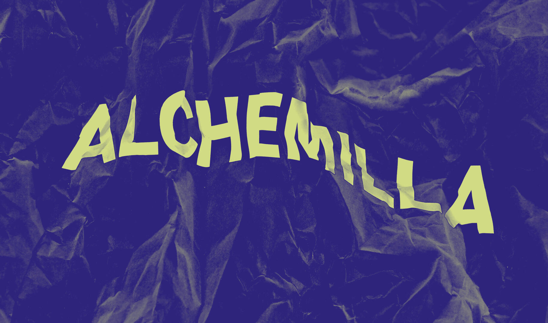 Alchemilla