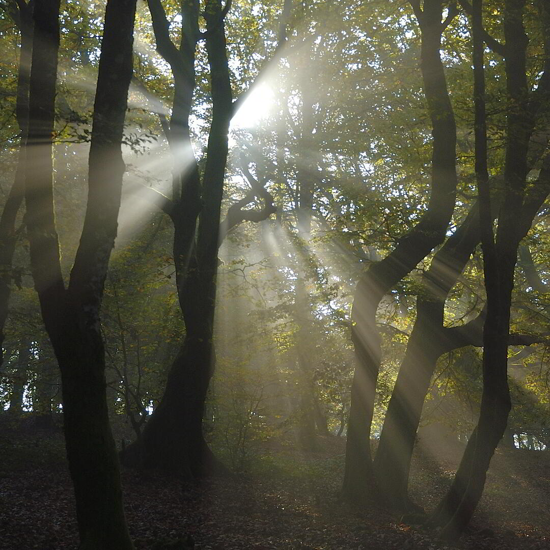 la forêt avec un autre regard ...