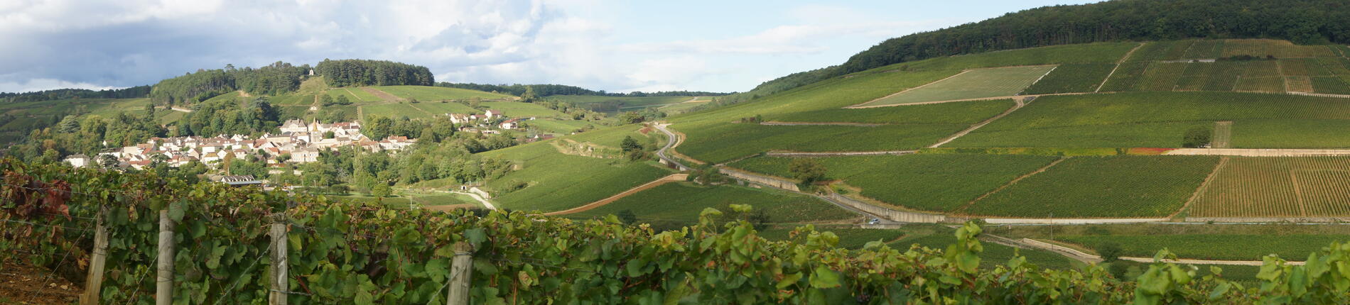 Panorama sur Pernand Vergelesses