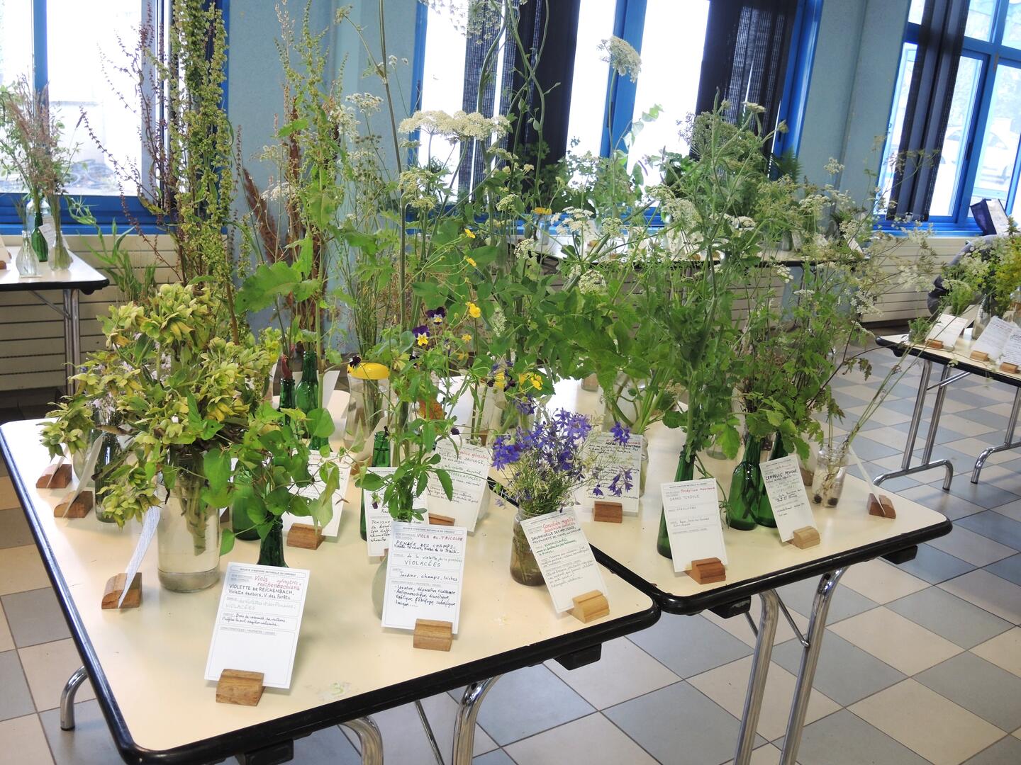 Quelques plantes présentées