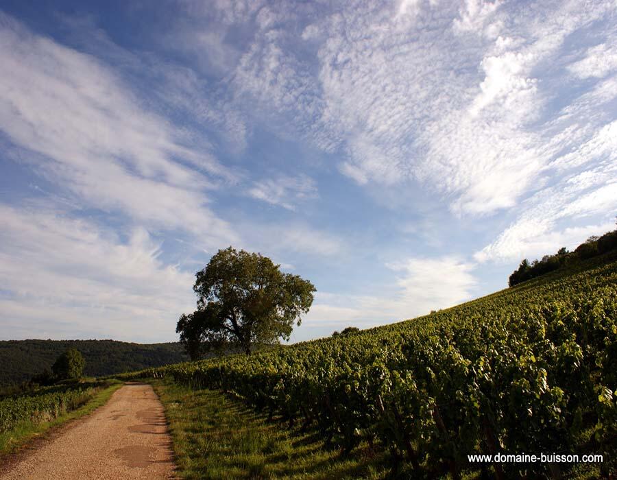 Domaine HG Buisson