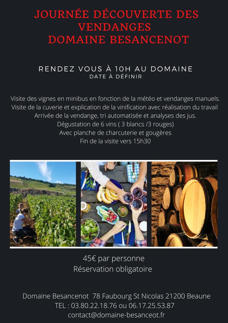 Dégustation découverte des vendnages