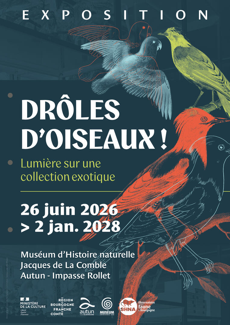 Drôle d'oiseaux