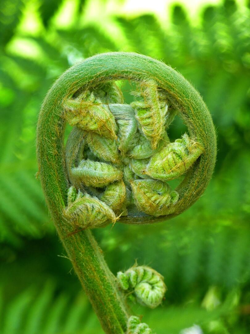 Fronde fougere