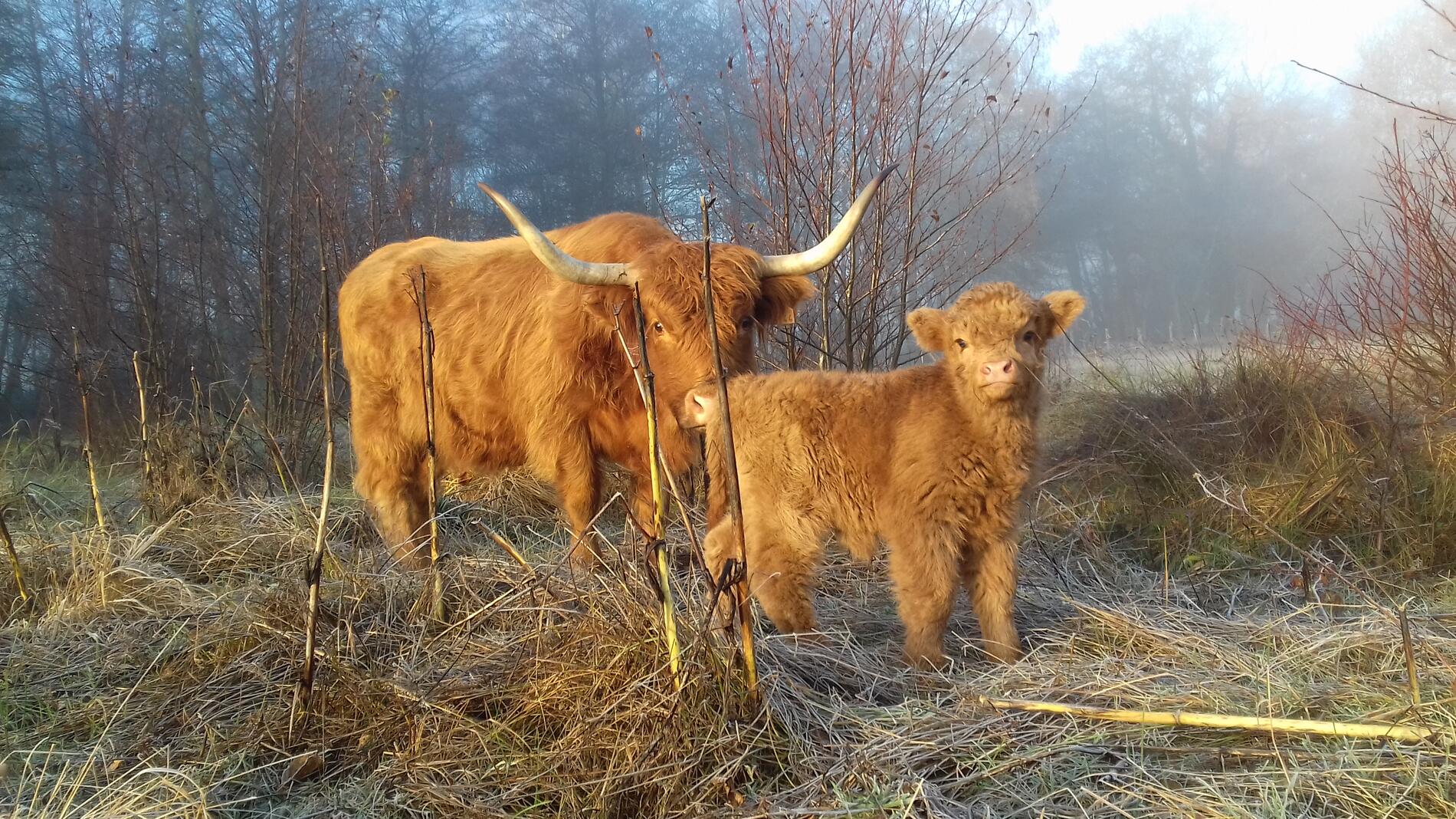 Highland Cattle©A.Pompon-PNRM