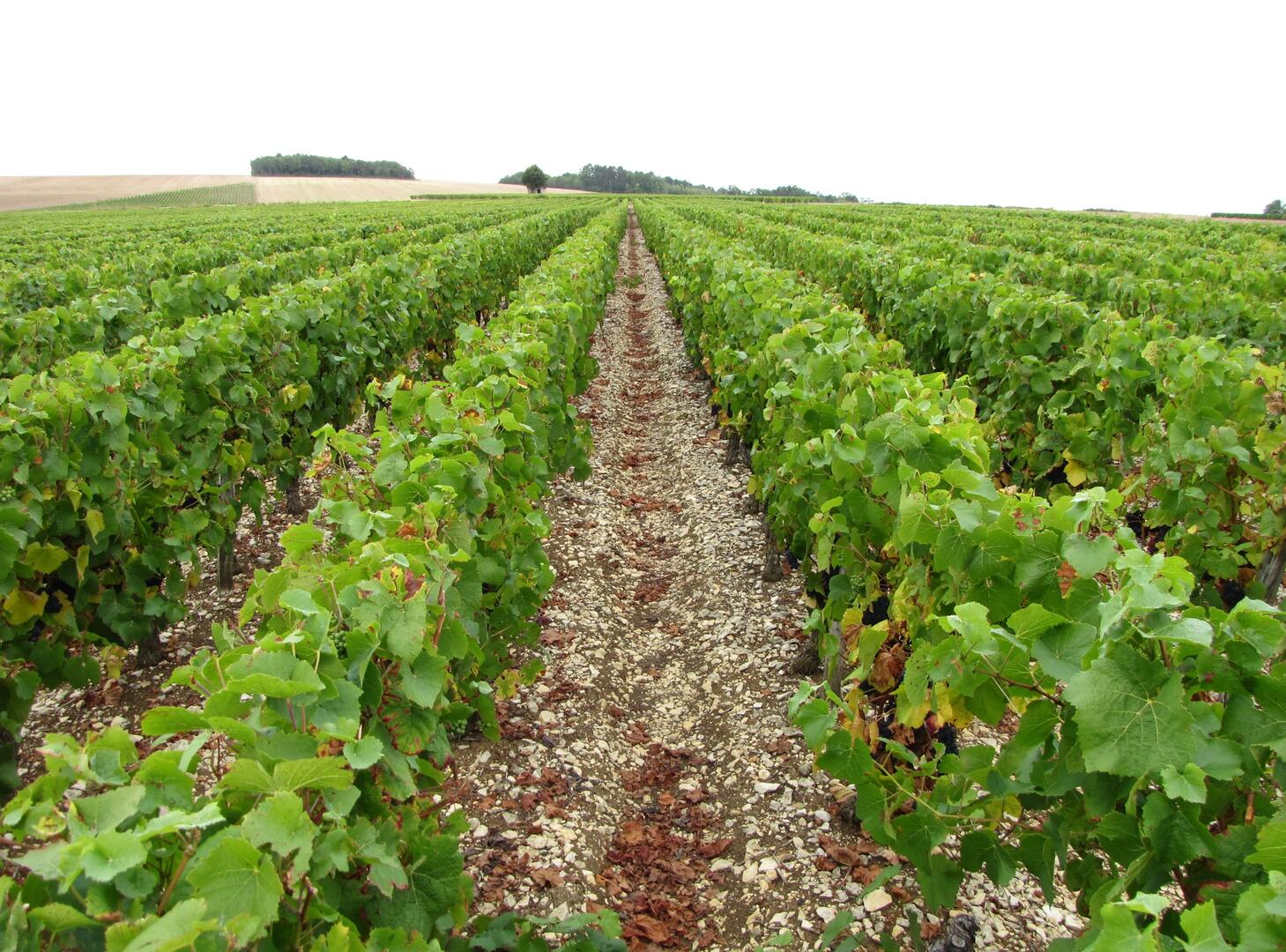 vignes