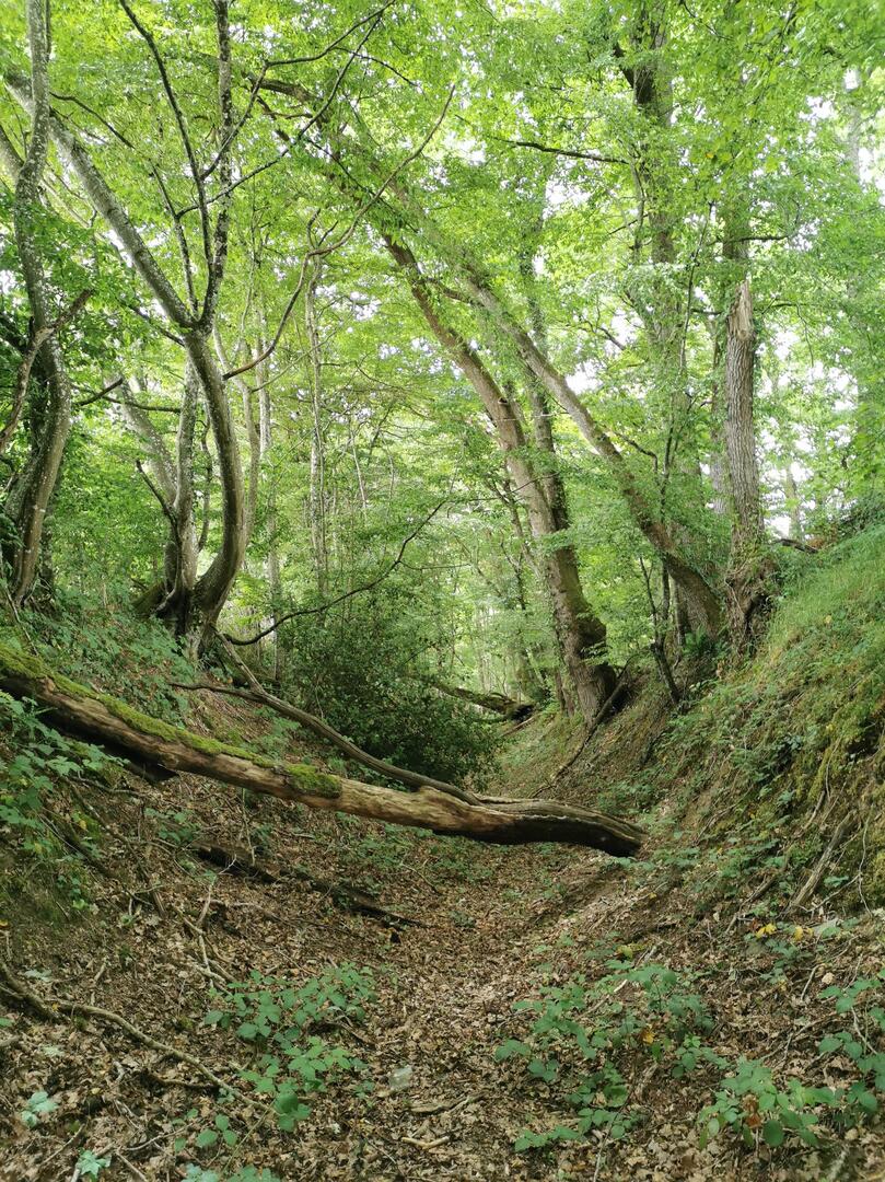 RANDONNÉE CONTÉE À TREIGNY