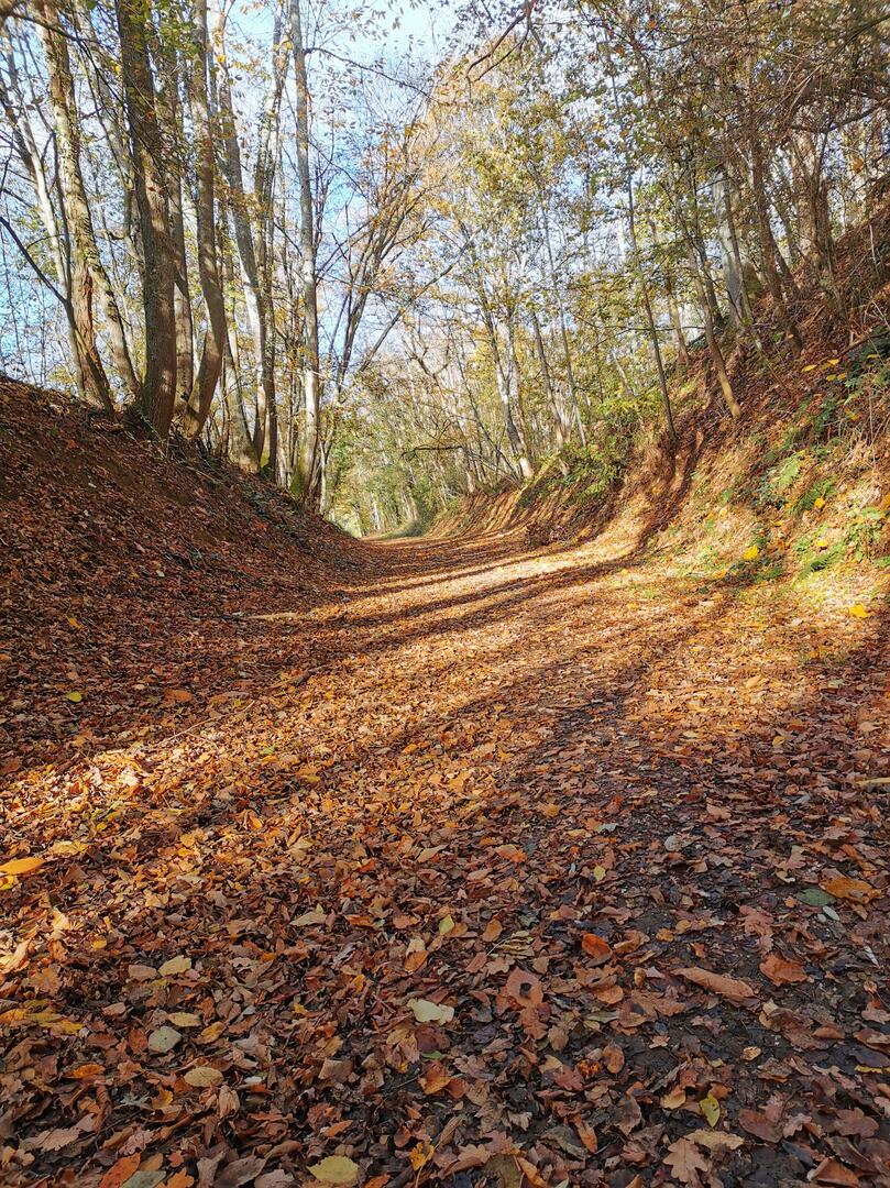 RANDONNÉE CONTES ET LÉGENDES DANS LES BOIS DE TOUCY