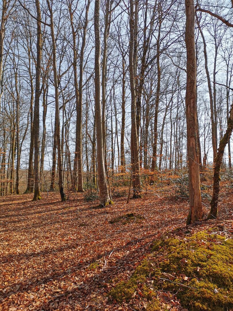 RANDONNÉE DES GAULOIS À TREIGNY