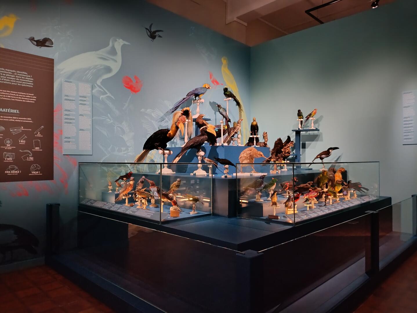 Exposition drôle d'oiseaux
