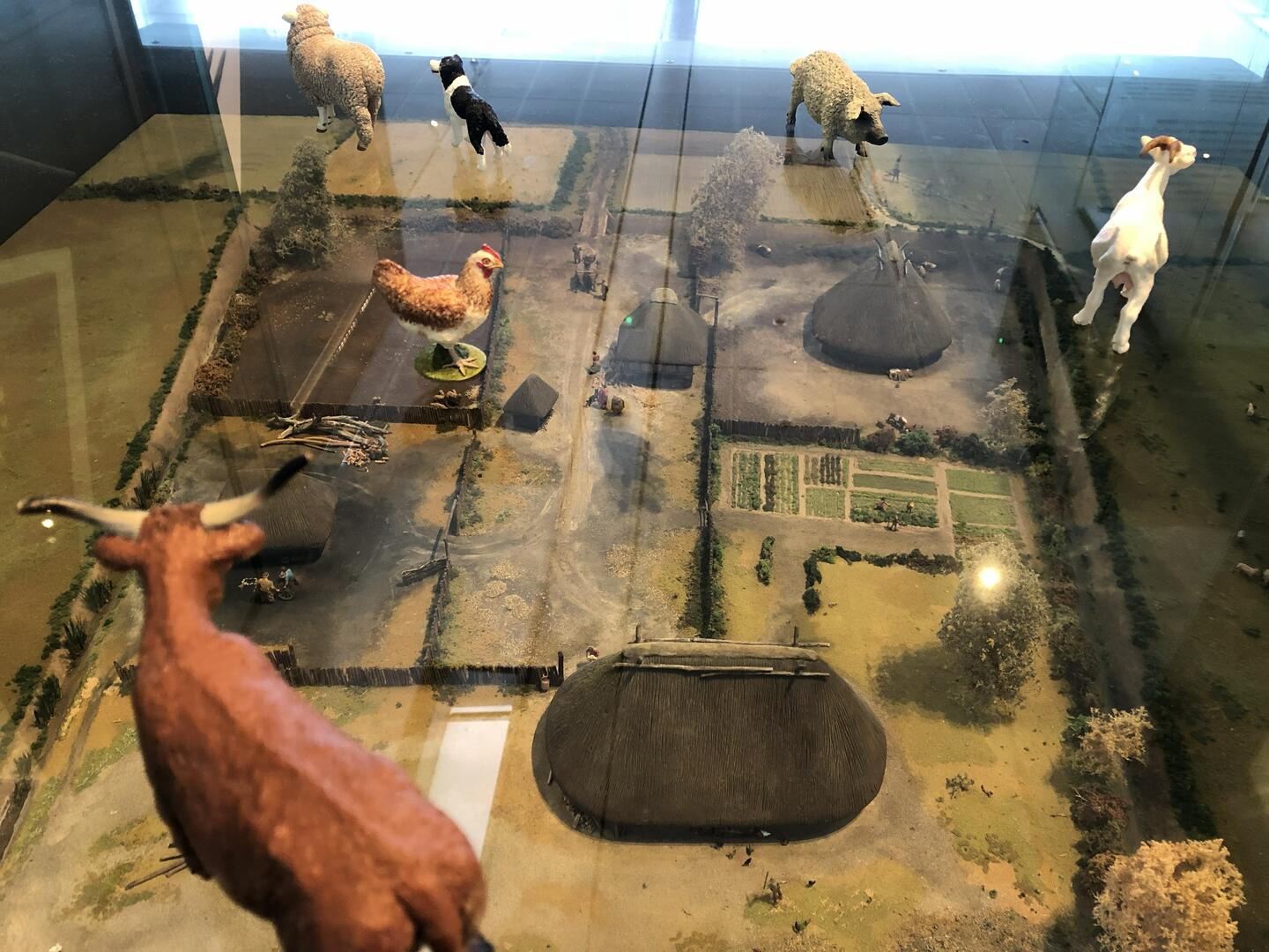 Est-ce que les gaulois avaient des poules ?