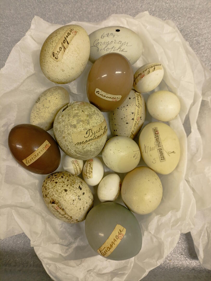les collections d'œufs