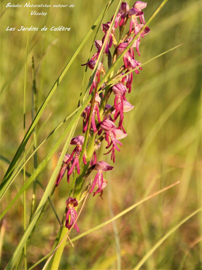 Hybride d'Orchis