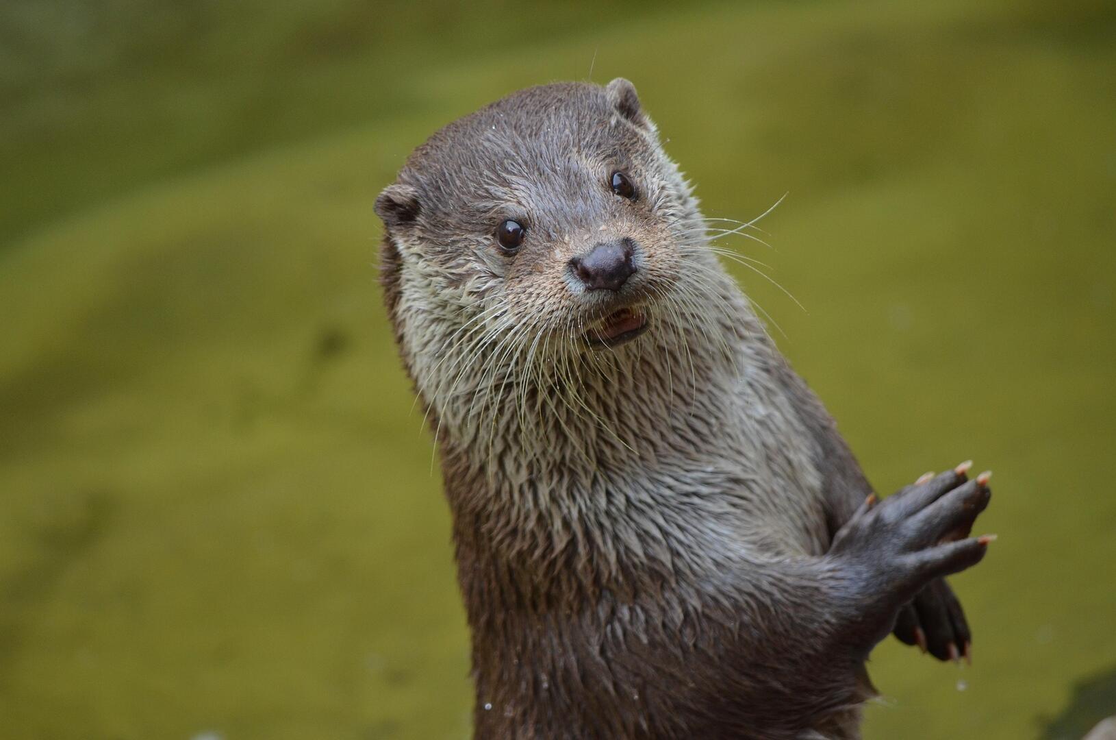 Loutre