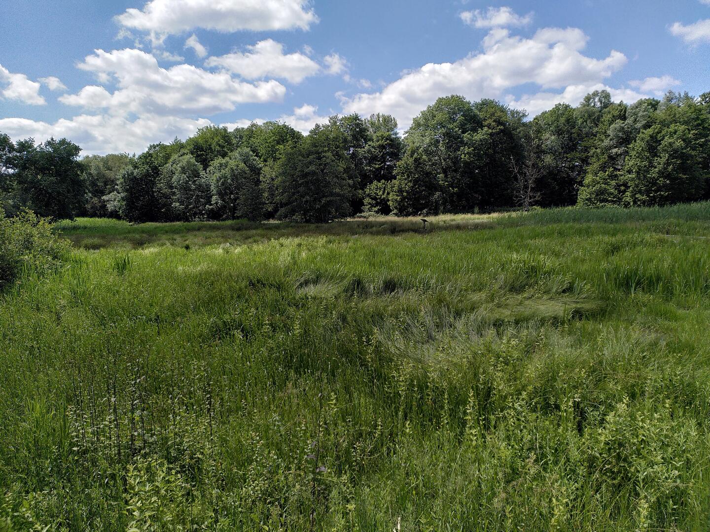 Marais du Pont des Morands