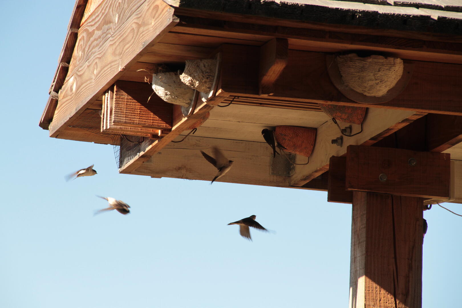 Tour_a_hirondelles_Maison_du_Parc