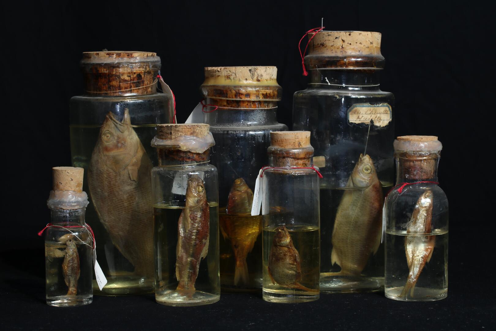 Un objet - un musée