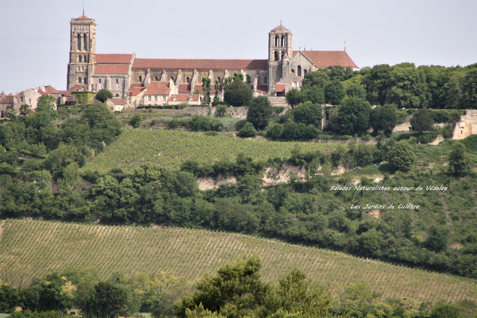 Vignes de Vézelay