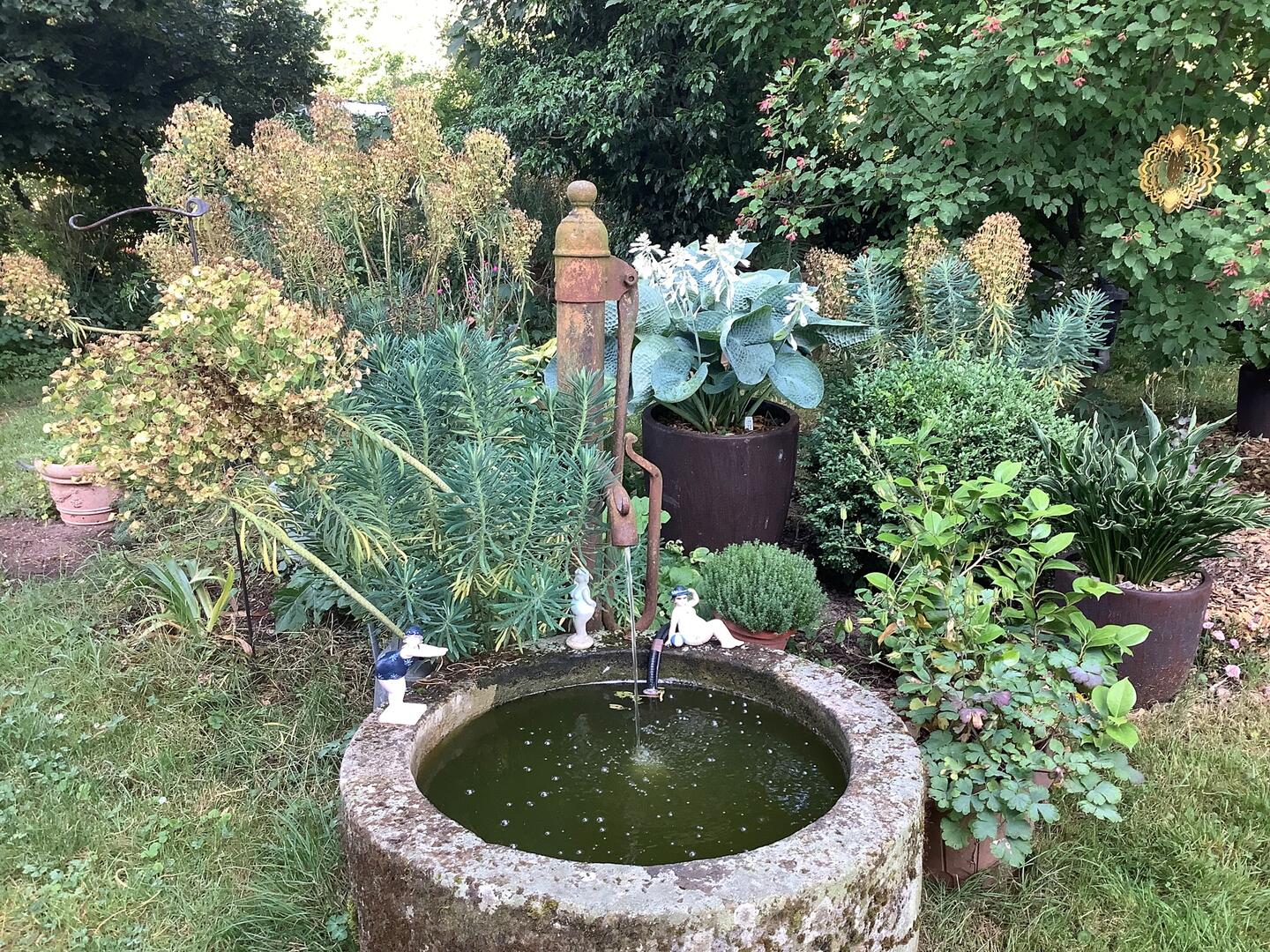 Fraîcheur dans les hostas