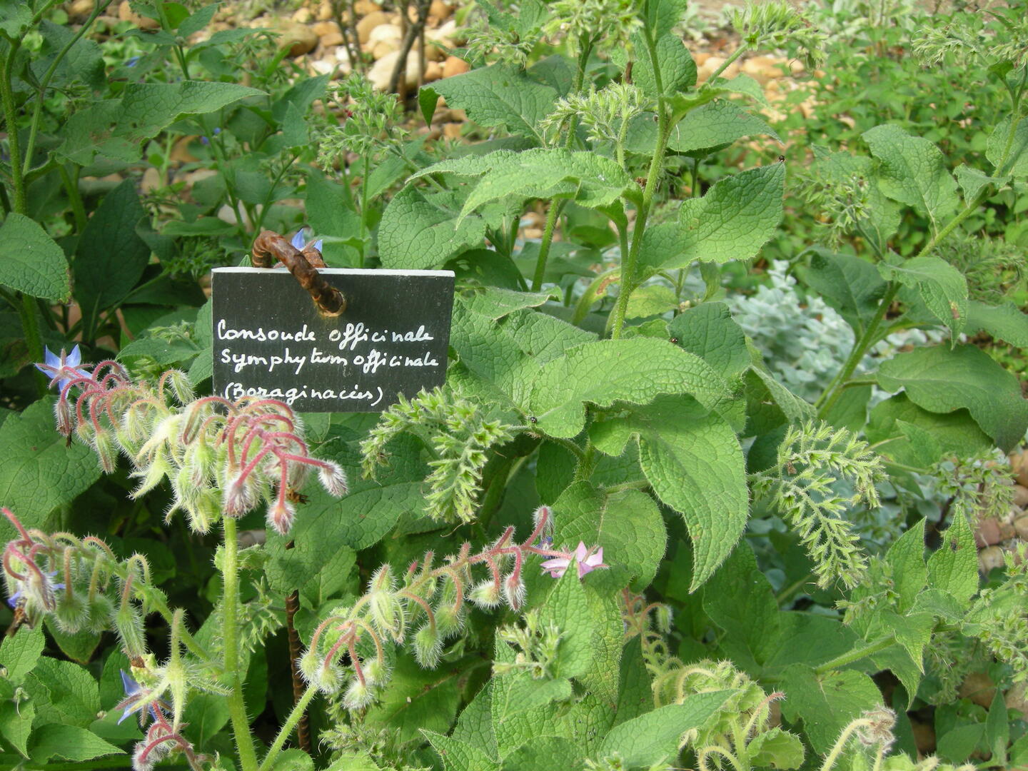 AVALLON, VISITE DES JARDINS TERRASSES : PATRIMOINE ET PLANTES SAUVAGES