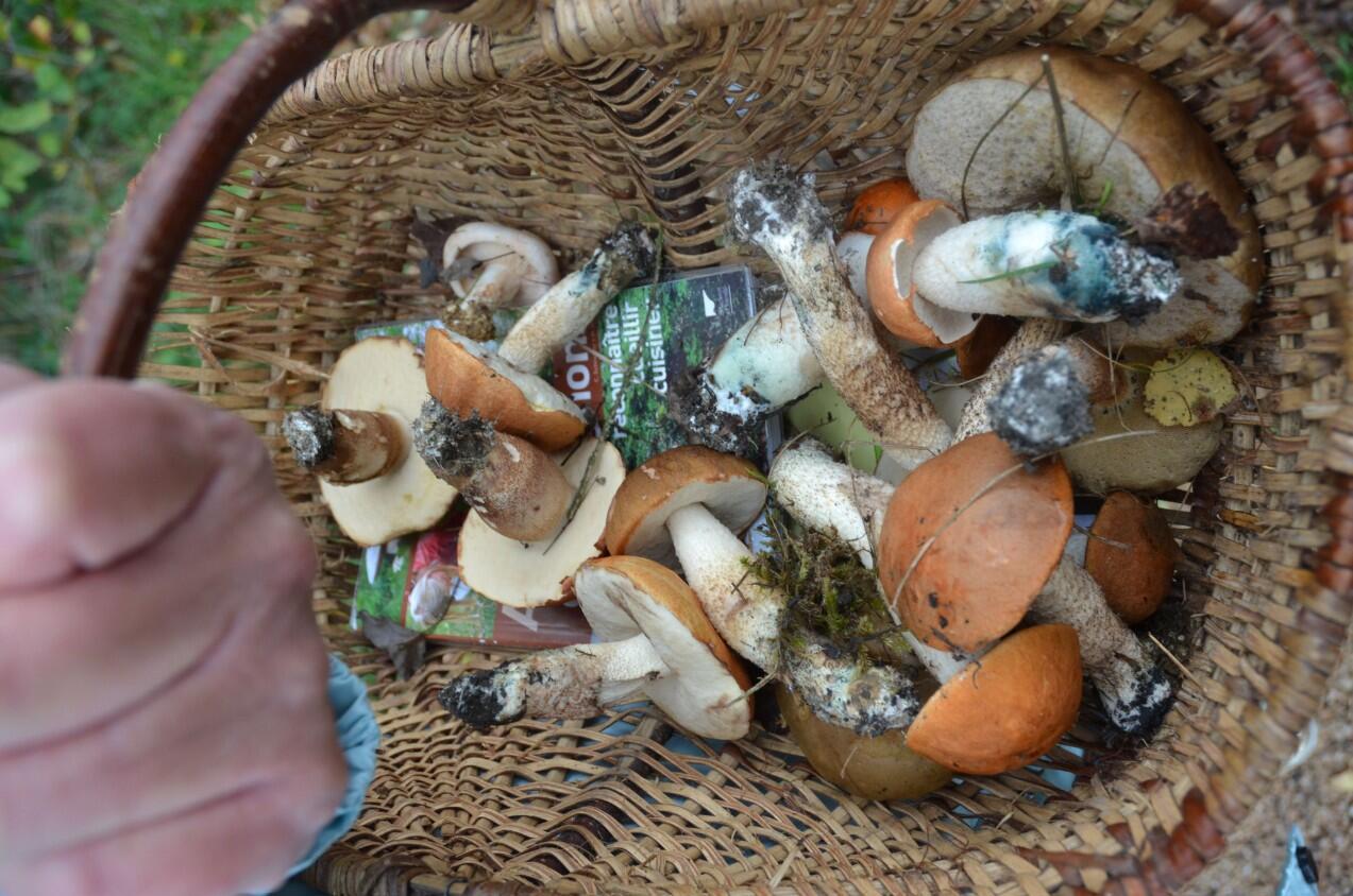 Champignons