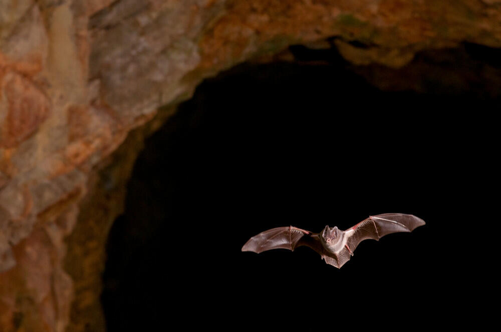 NUIT DE LA CHAUVE-SOURIS À LA PYRAMIDE DU LOUP