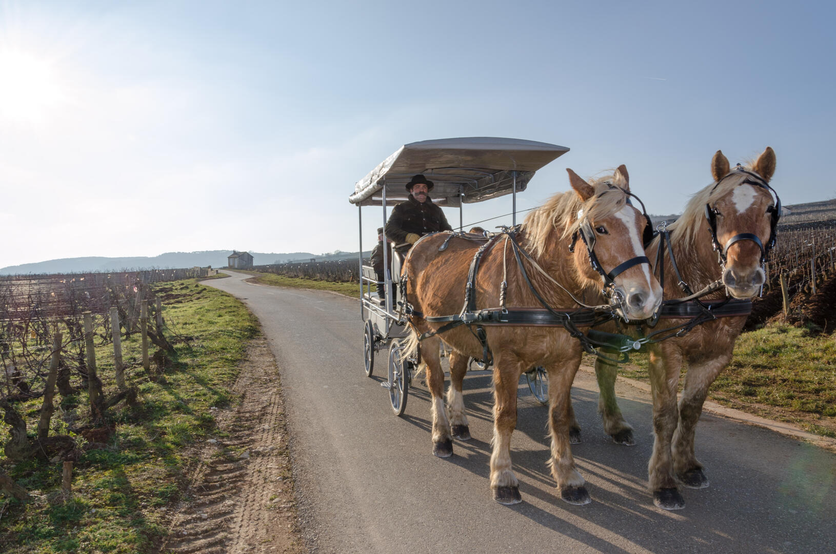 attelage beaune passion