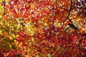 automne