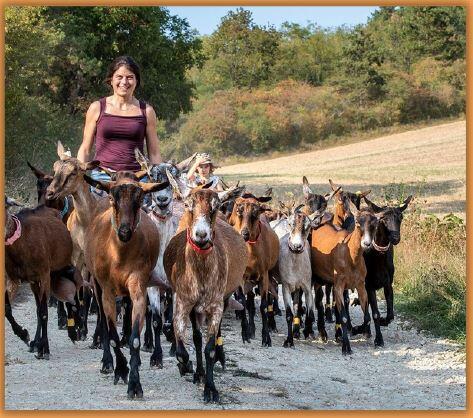 BALADES AVEC LES CHÈVRES DANS LES COLLINES