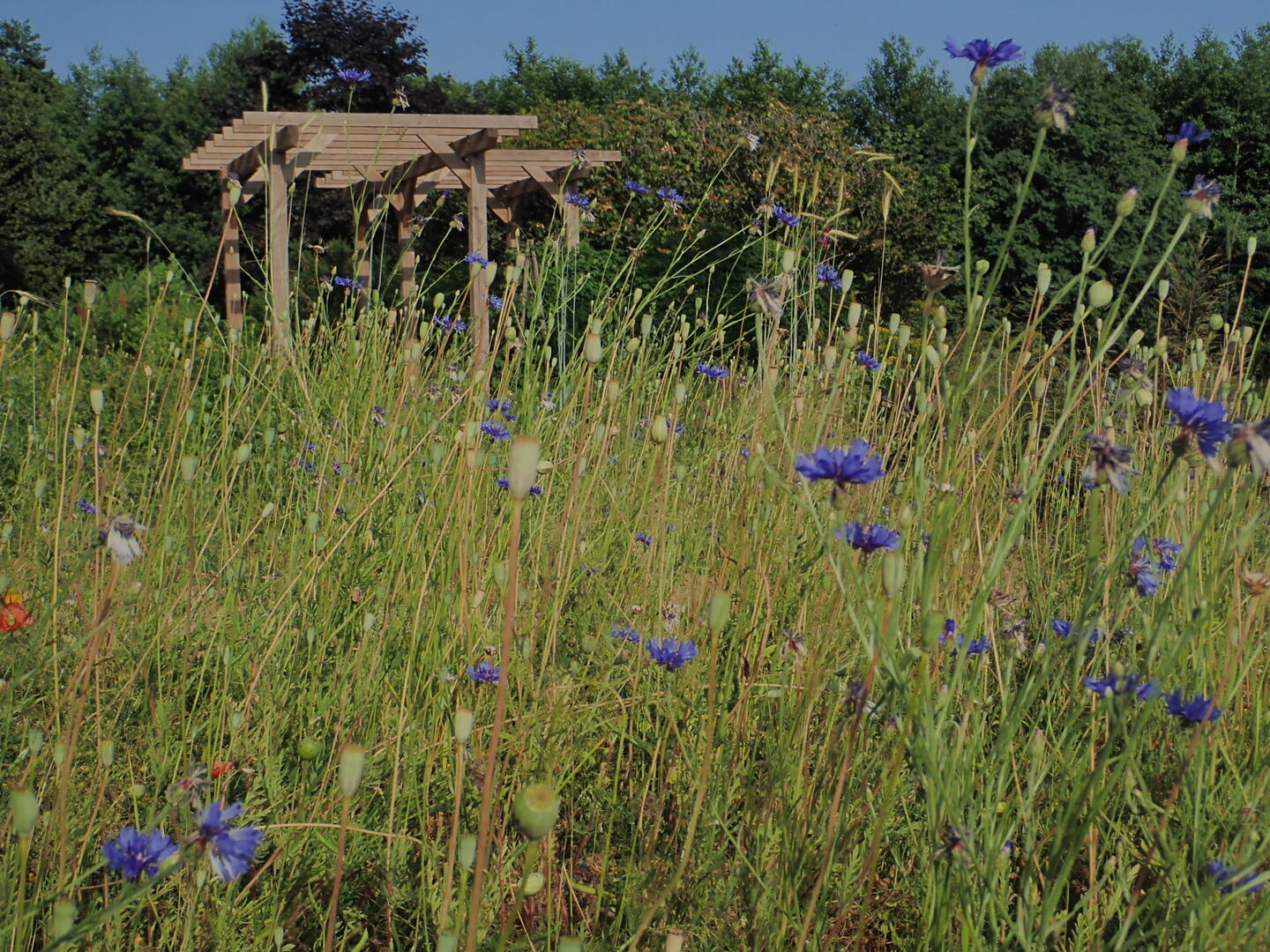 bleuet_large-herbularium-Maisondu Parc