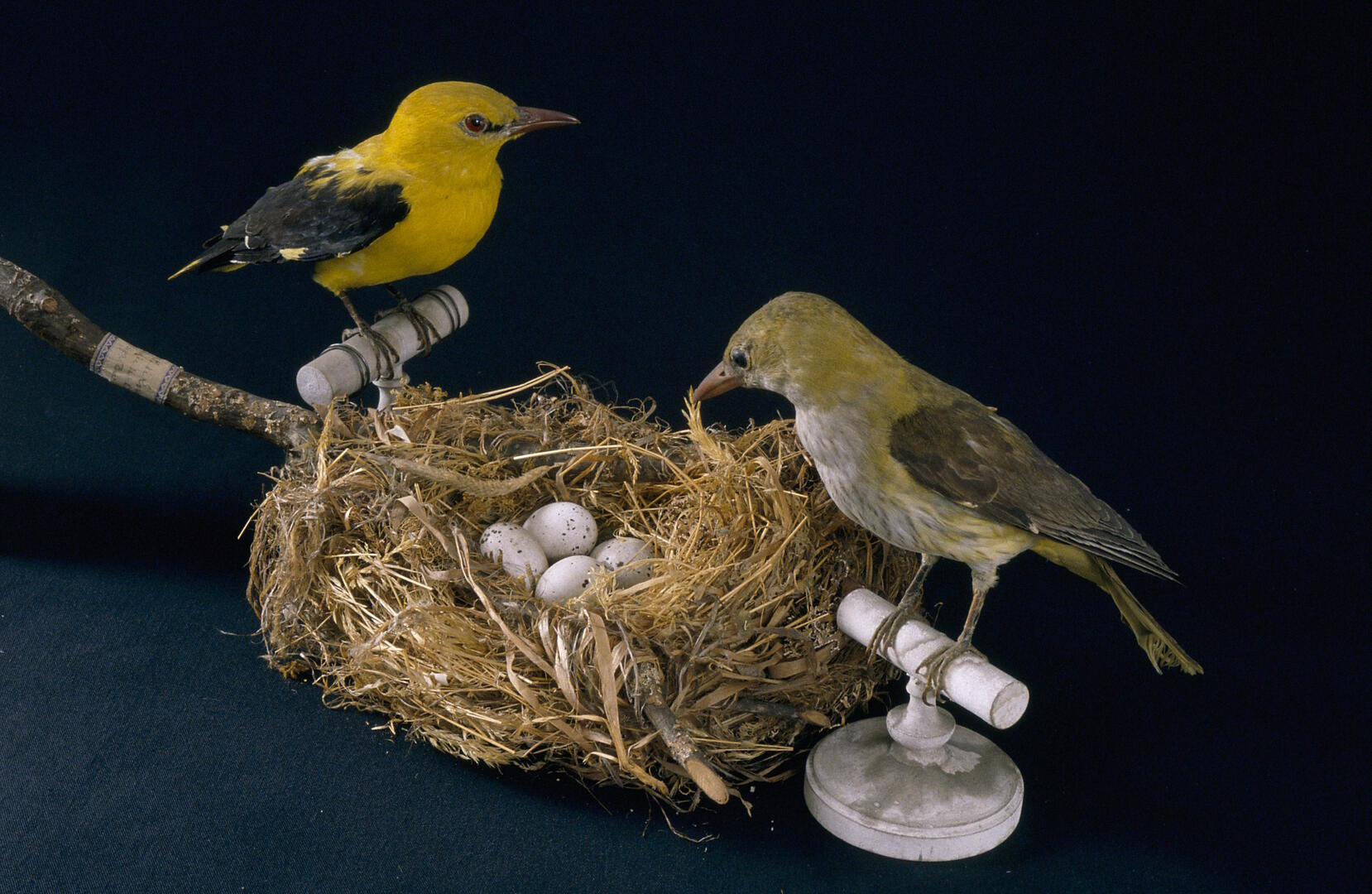 des nids et des oeufs atelier