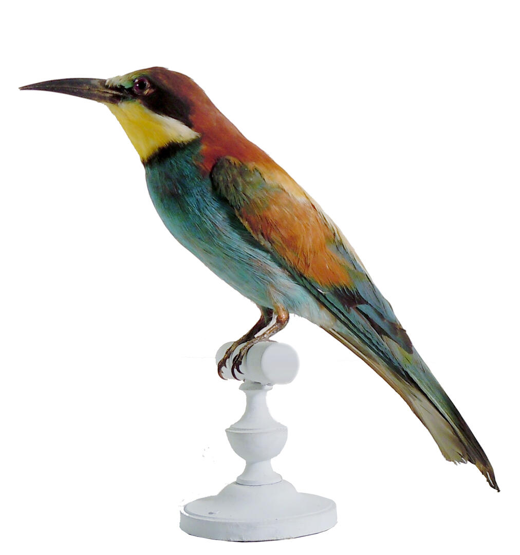 les oiseaux exotiques du museum atelier Guêpier d'Europe 1330b