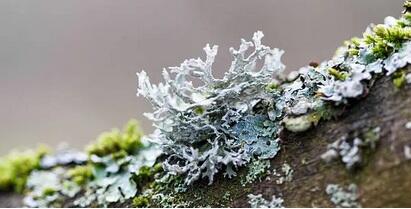 lichen