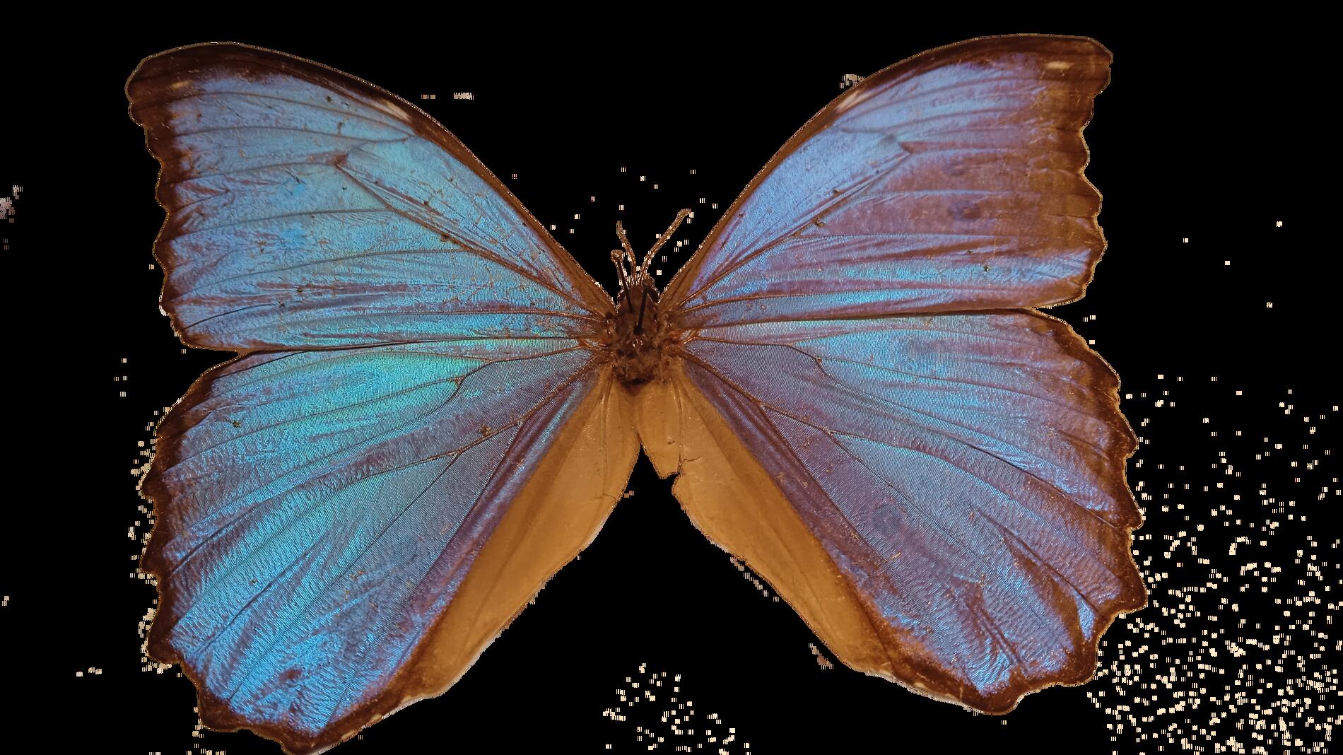 morpho